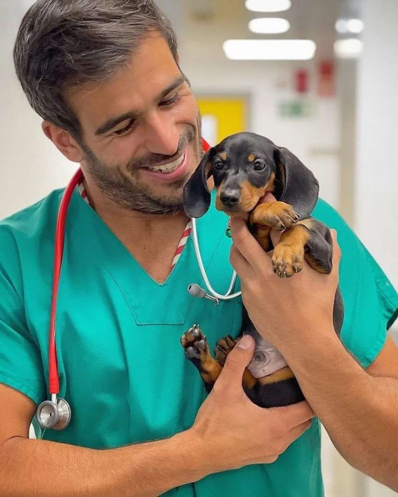 dachshund Puppies for sale near me