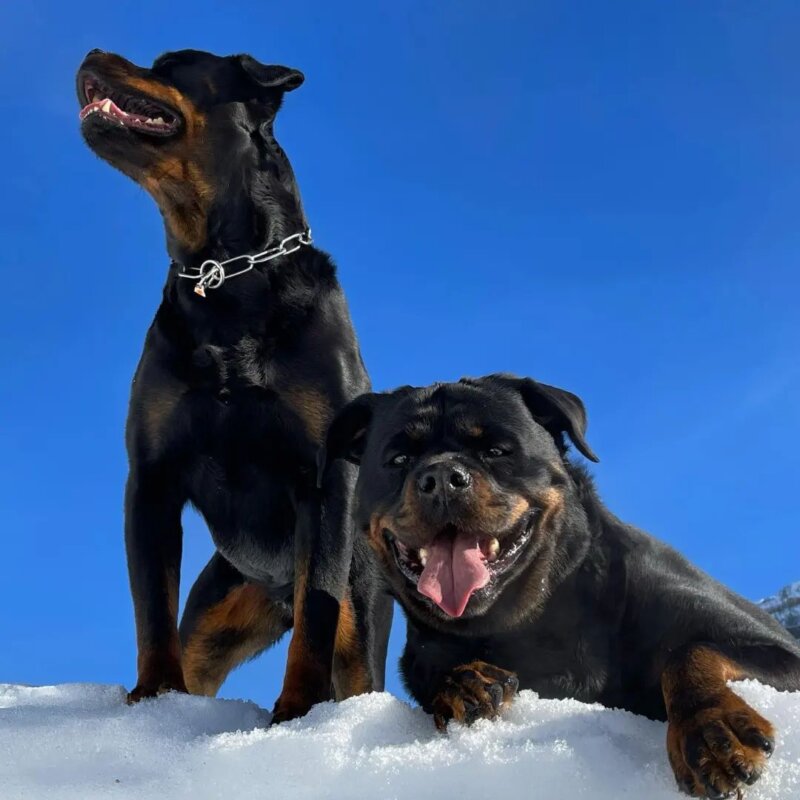 rottweiler Welpen zu Verkaufen